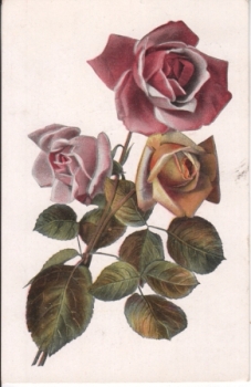 růže 1924 95 001 A ● - Flora